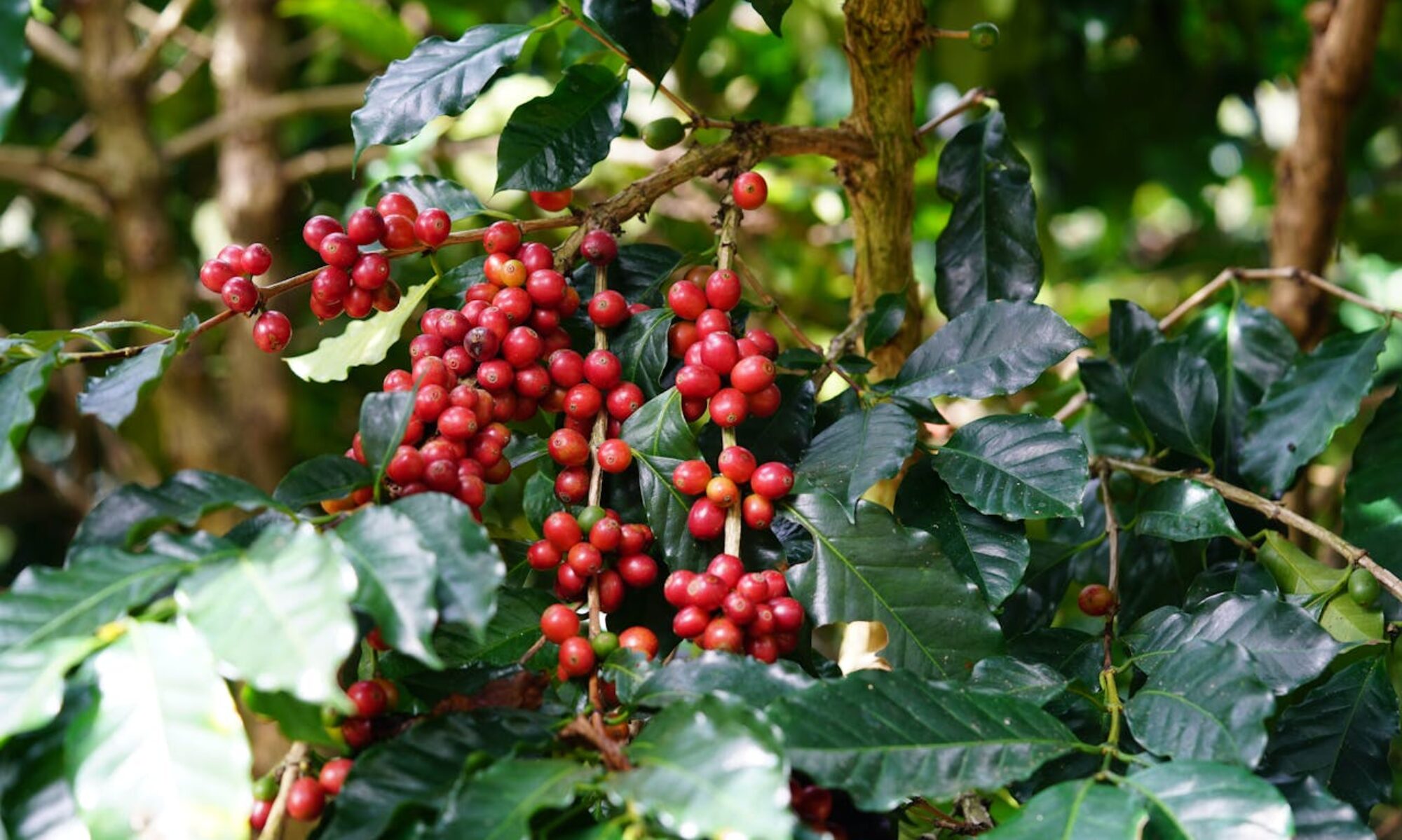 Ripe red Arabica coffee berries on a lush plant in the highlands of Đà Lạt, Vietnam, showcasing natural coffee production.